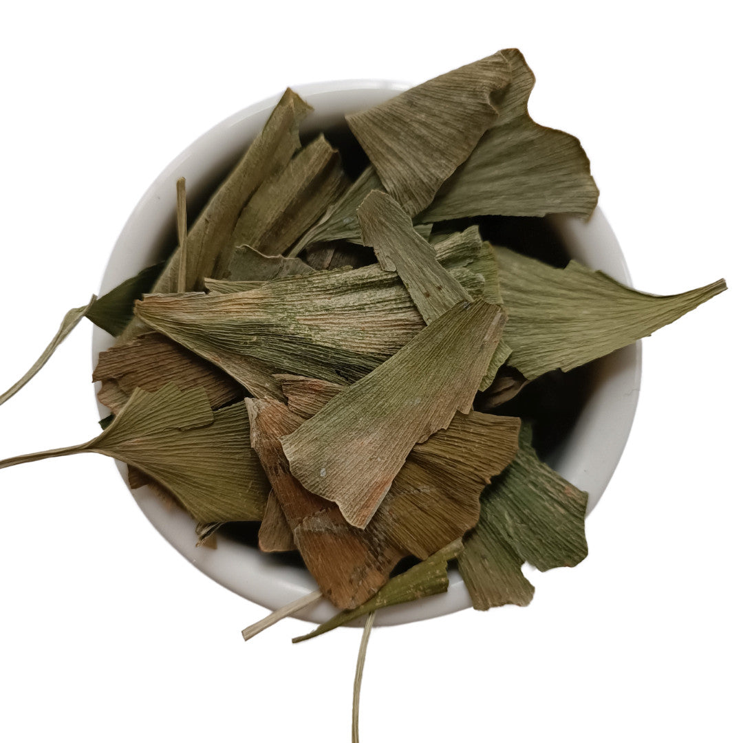 Ginkgo biloba